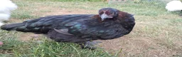 Chickens poultry for sale: 2x French Black Copper Marans pullets (hens) - Advert 1