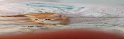 Mixed Breed cats for sale:  Beautiful fluffy playful kittens - Advert 12