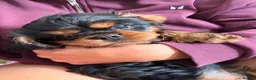 Cavalier King Charles Spaniel dogs for sale: HEART, EYE and DNA Tested Black and Tan boy  in Chard - Advert 5