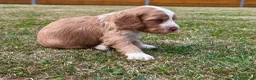 Cockapoo dogs for sale: Beautiful Cockapoo Babies 🐾🐾🐾 - Advert 14