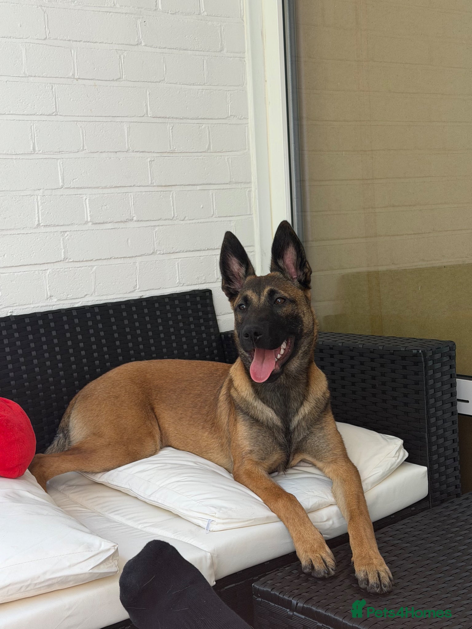 Belgian Shepherd Dog dogs for sale: Belgian Malinois Puppy for Sale - Advert 2