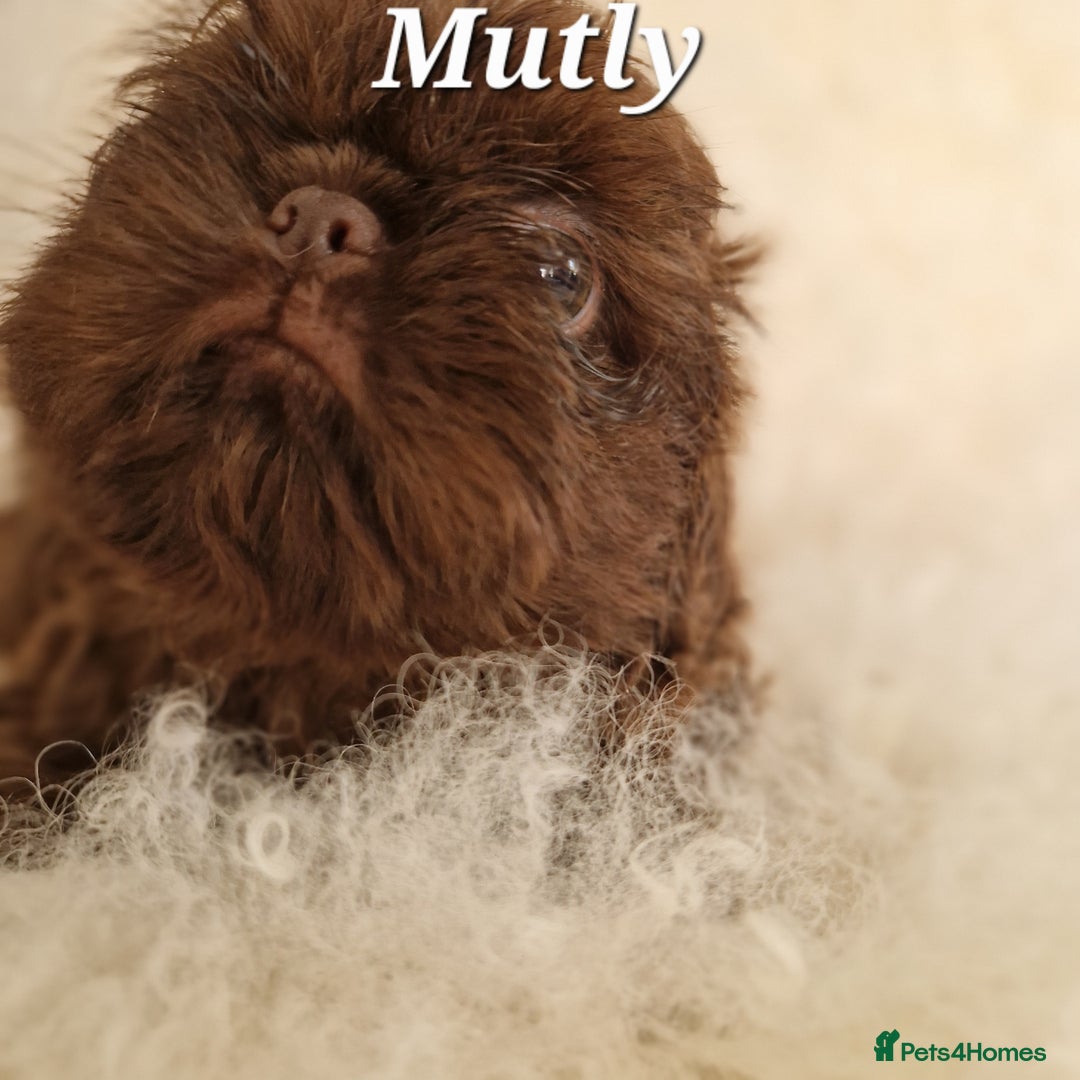 Shih Tzu dogs for sale: 4 Adorable Shih Tzu pups  - Image 14