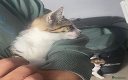 Mixed Breed cats for sale: 10 weeks old kittens ready to leave  - Image 3