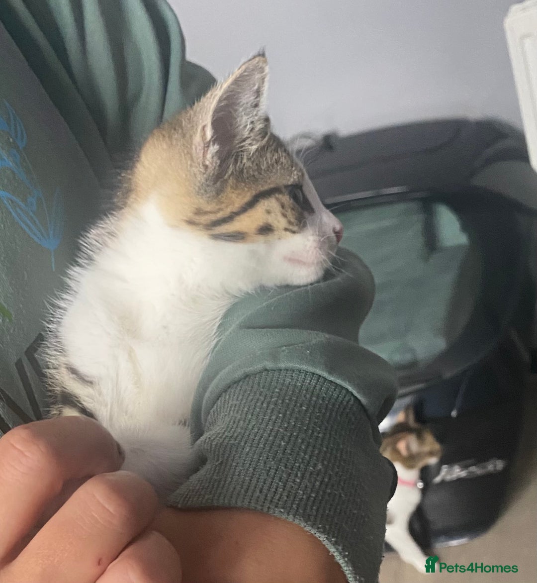 Mixed Breed cats for sale: 10 weeks old kittens ready to leave  - Image 3