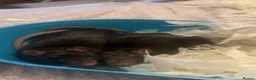 Rat rodents for sale: URGENT rat rehoming - Advert 4