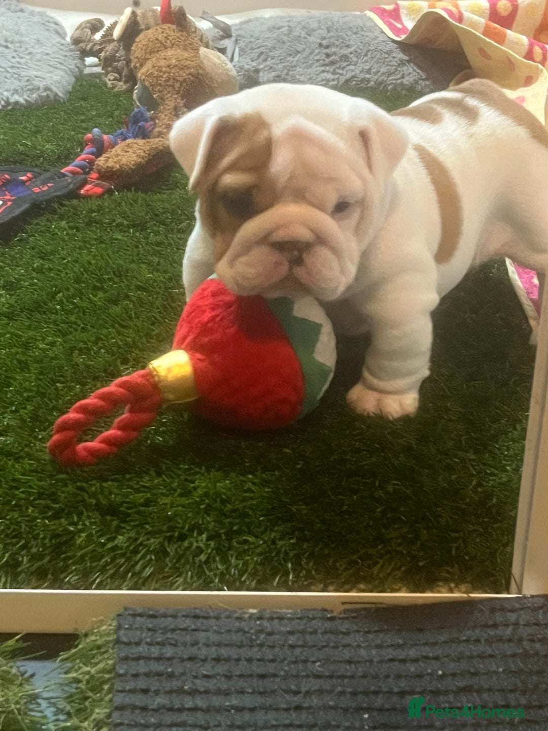 English Bulldog dogs for sale: Champion Sired KC Reg Bulldog Puppies  - Advert 3