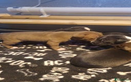 Staffordshire Bull Terrier dogs for sale: Staffordshire bull terrier pups - Image 15
