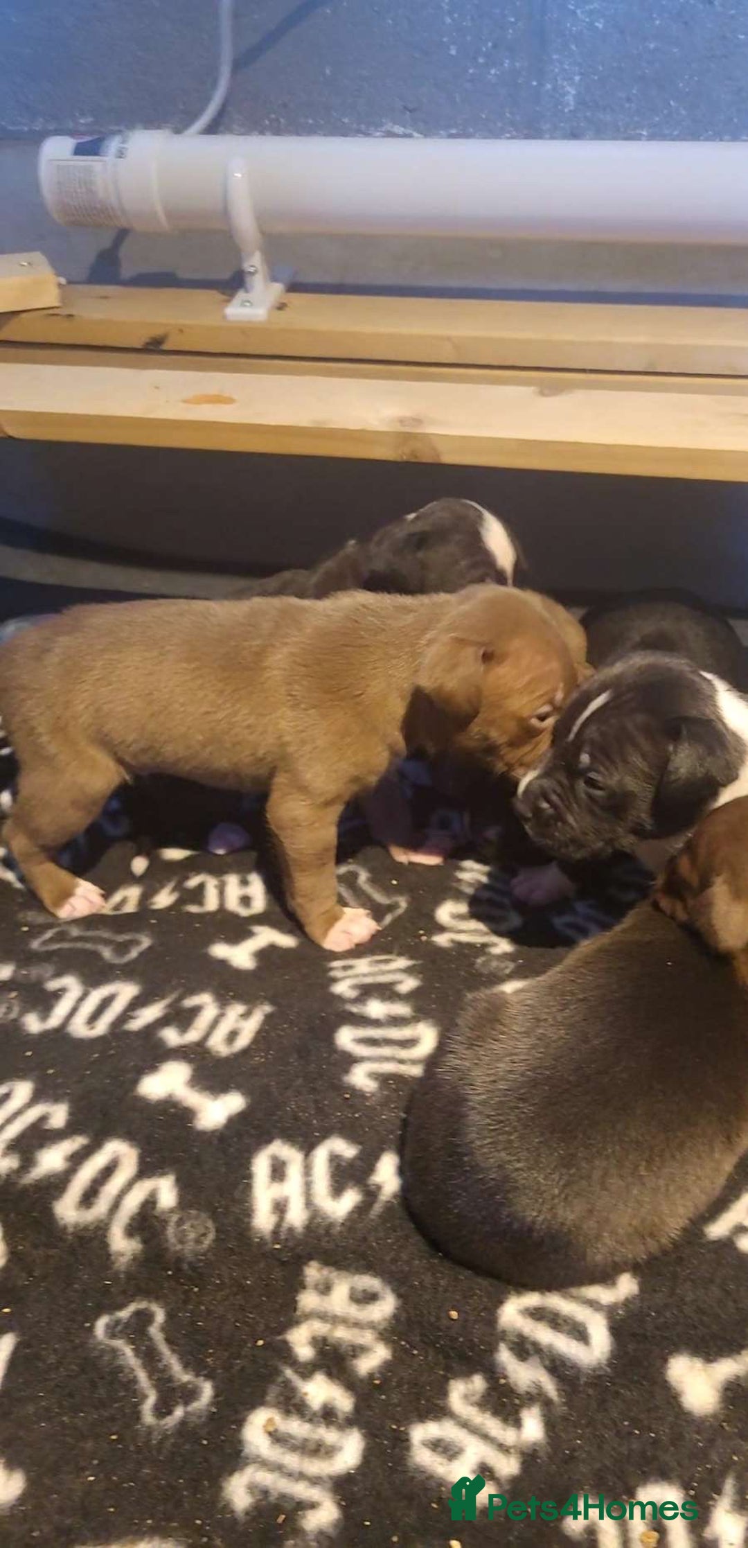 Staffordshire Bull Terrier dogs for sale: Staffordshire bull terrier pups - Image 15