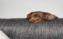 Miniature Dachshund dogs for sale: 11 week old miniature dachshund  - Image 4