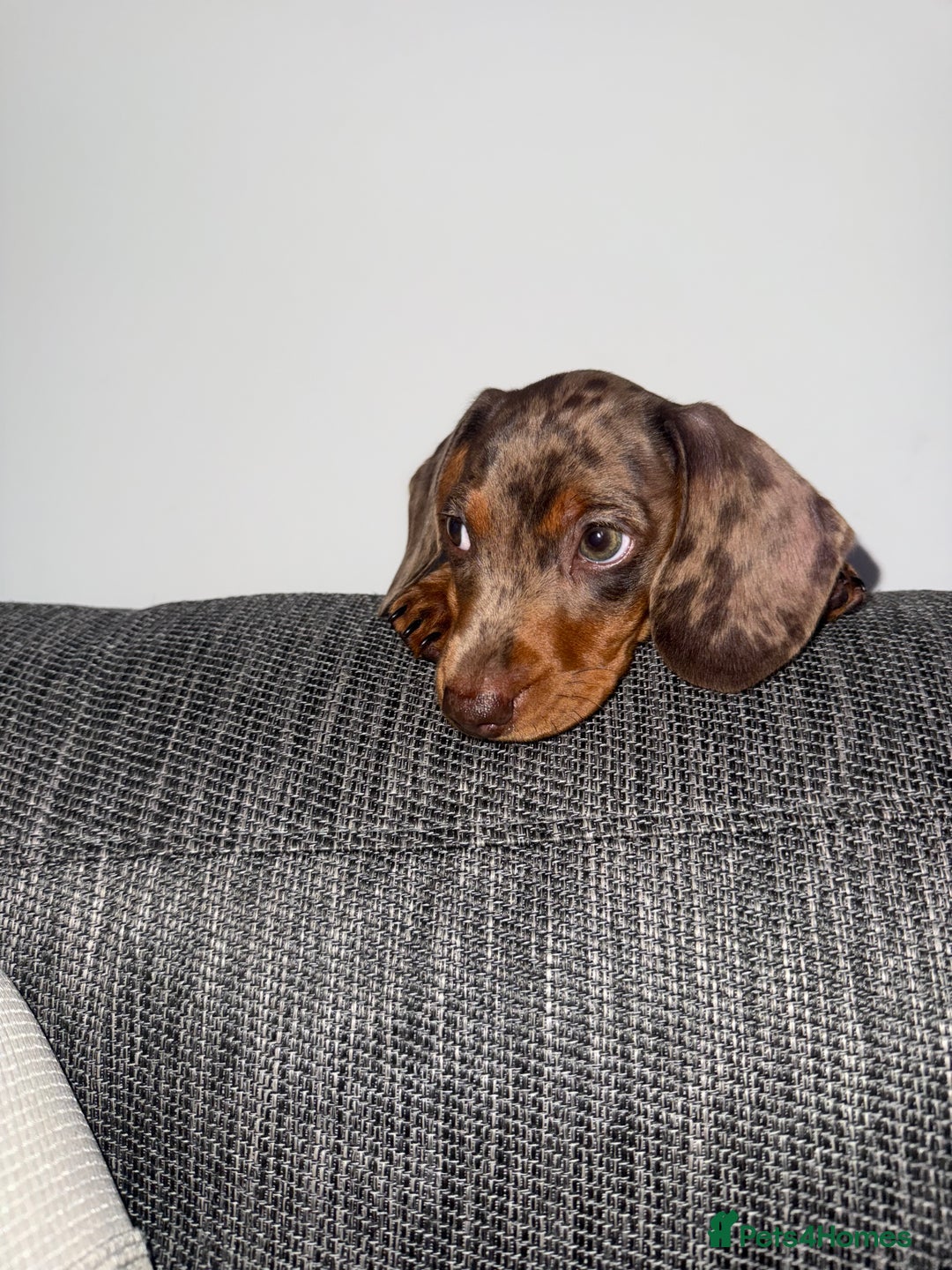 Miniature Dachshund dogs for sale: 11 week old miniature dachshund  - Image 4