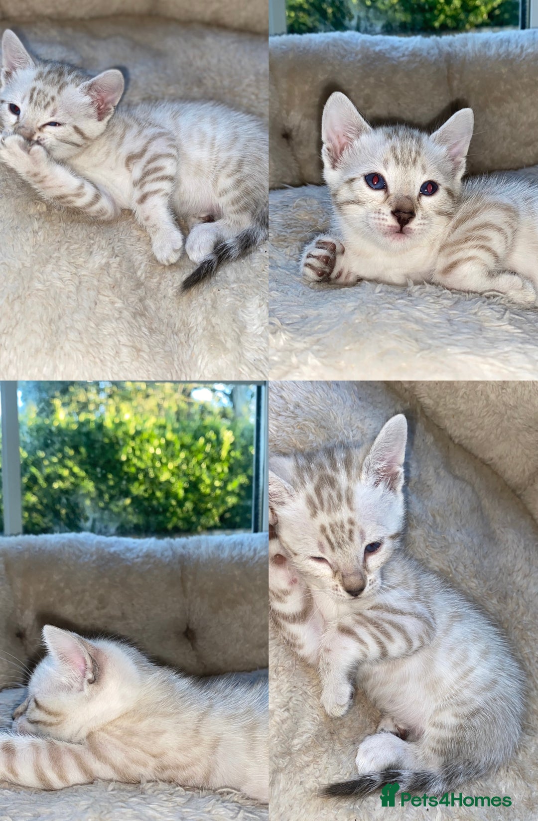 Bengal cats for sale: 5 Bengal Kittens (snow, brown, black) - Image 4