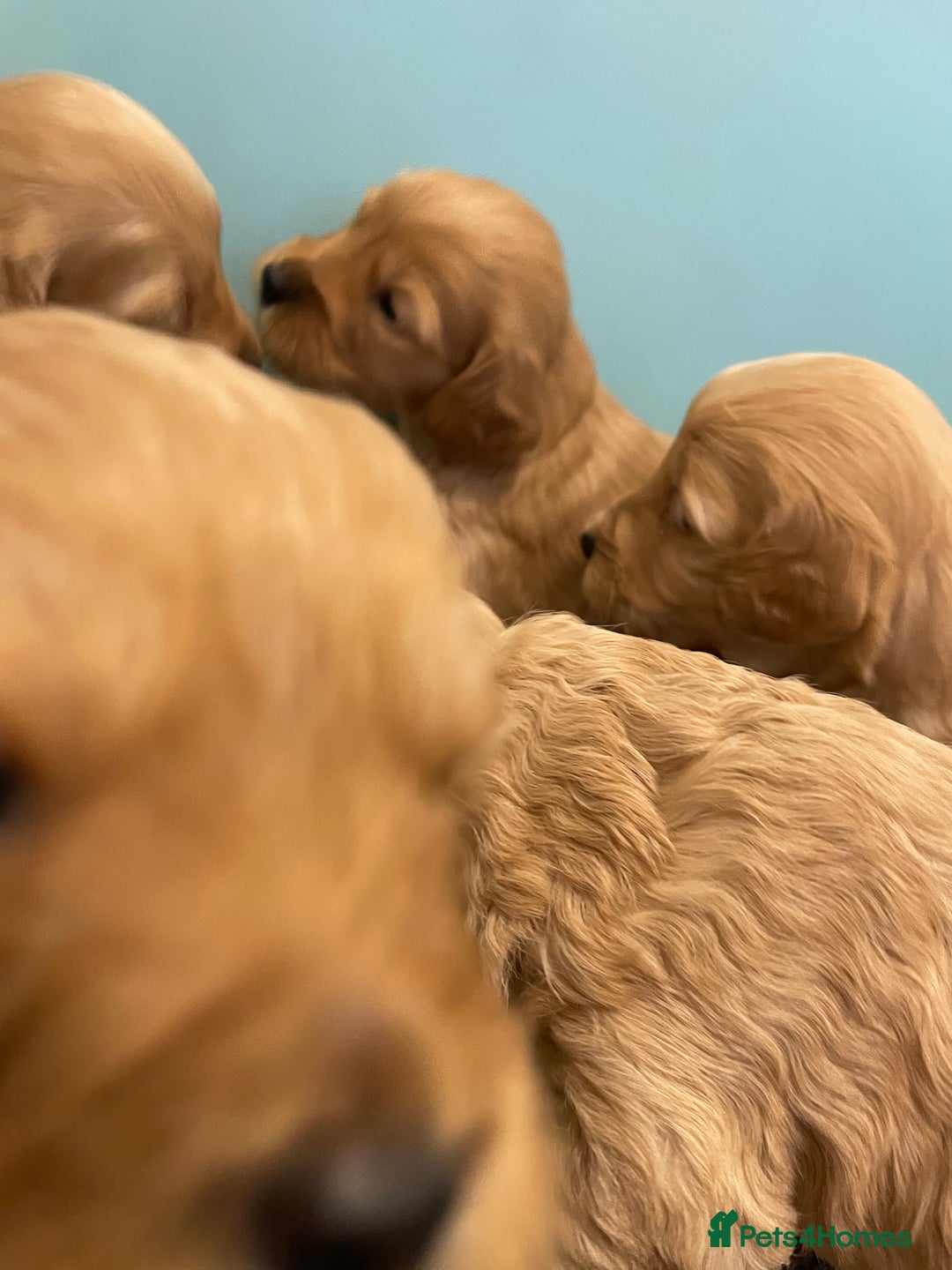 Cockapoo dogs for sale: P,r,a clear f1 cockpoo - Advert 12