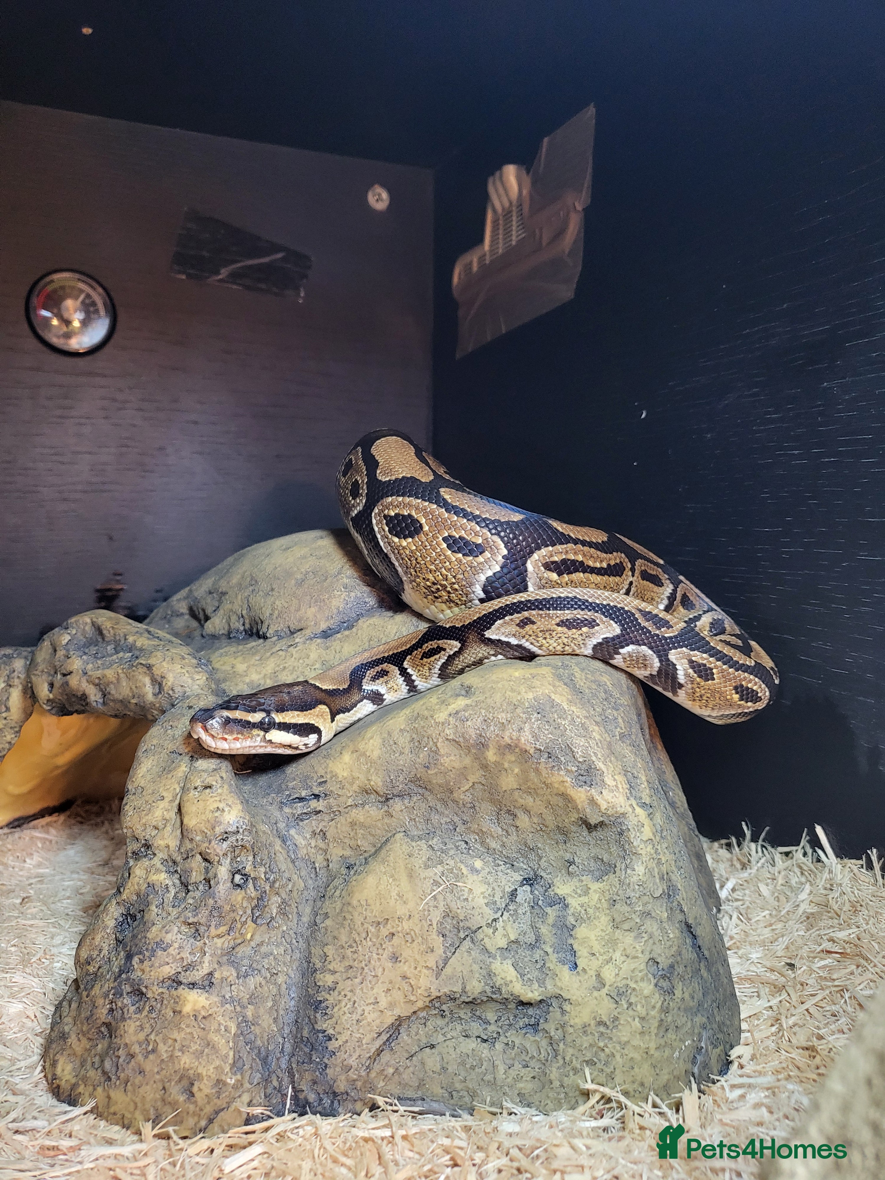 Python Snake reptiles Ball Python looking for a new home - Advert 1