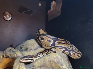 Python Snake reptiles Ball Python looking for a new home - Advert 1