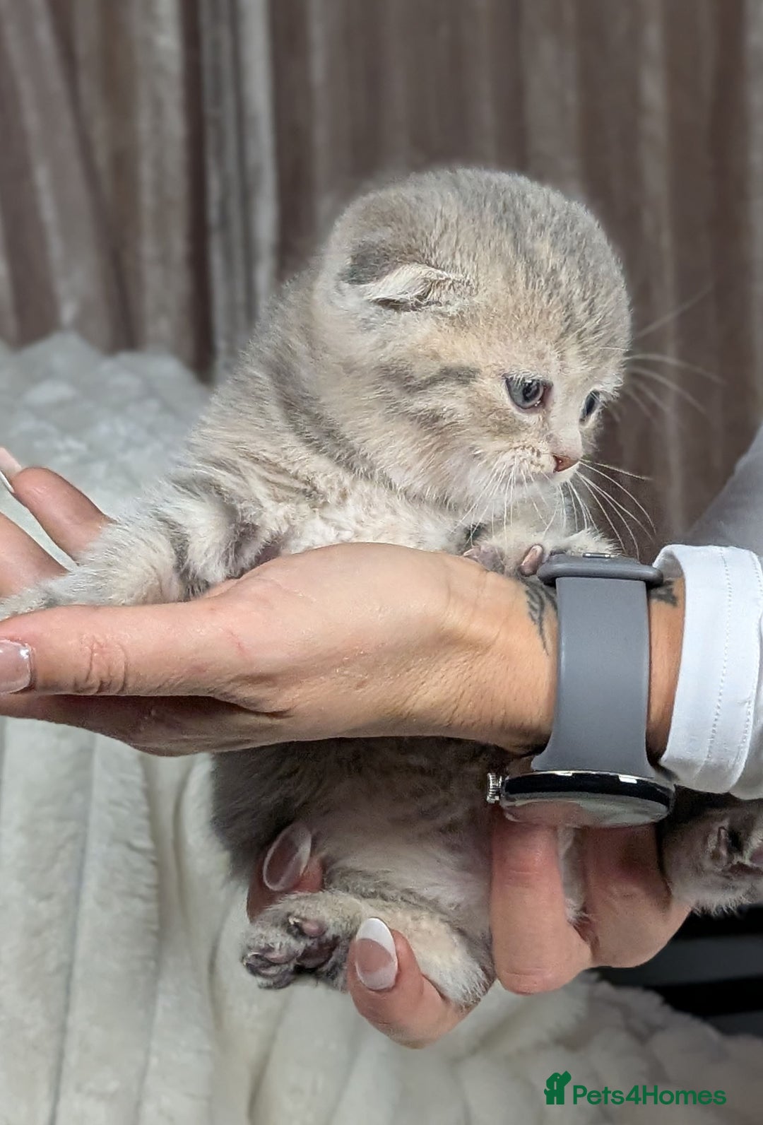 Scottish Fold cats for sale: 🐾TICA red ❣️SCOTTISH Fold•Straight - Advert 13