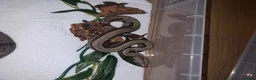 Boa Snake reptiles for sale: Baby boa constrictors for loving homes - Advert 3