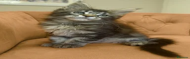 Maine Coon tabby girl