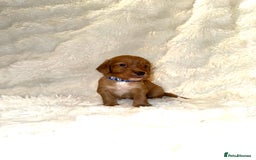 Cocker Spaniel dogs for sale: 🧡Fox Red WCS🧡 - Image 26