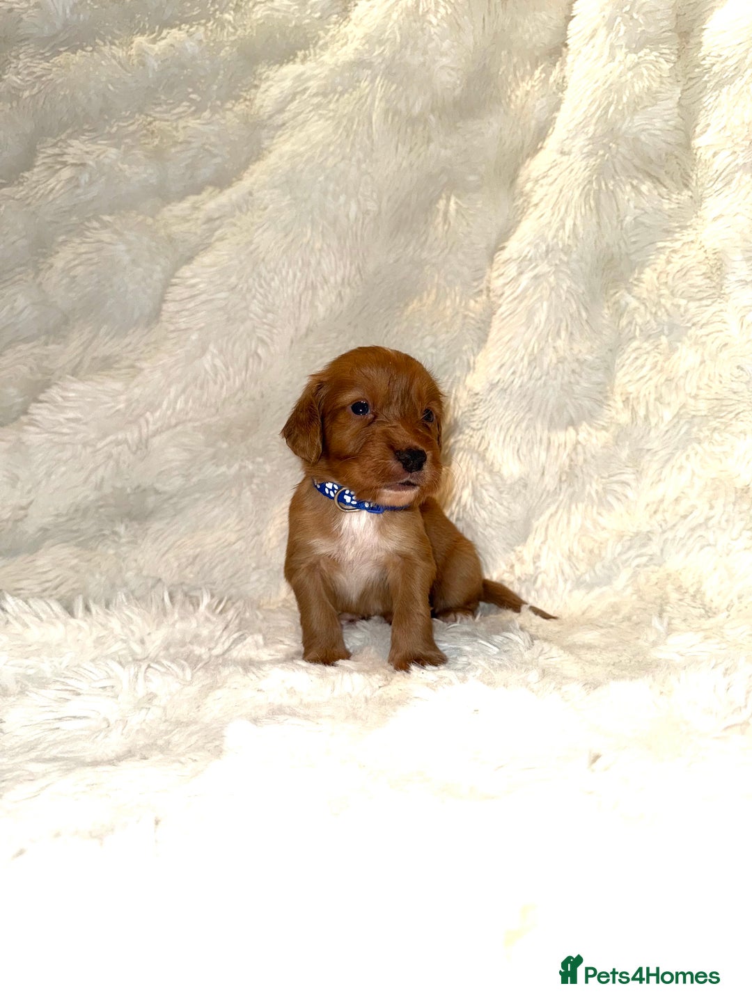 Cocker Spaniel dogs for sale: 🧡Fox Red WCS🧡 - Image 26