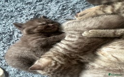 British Shorthair cats for sale: Male brown British short hair left  - Image 11