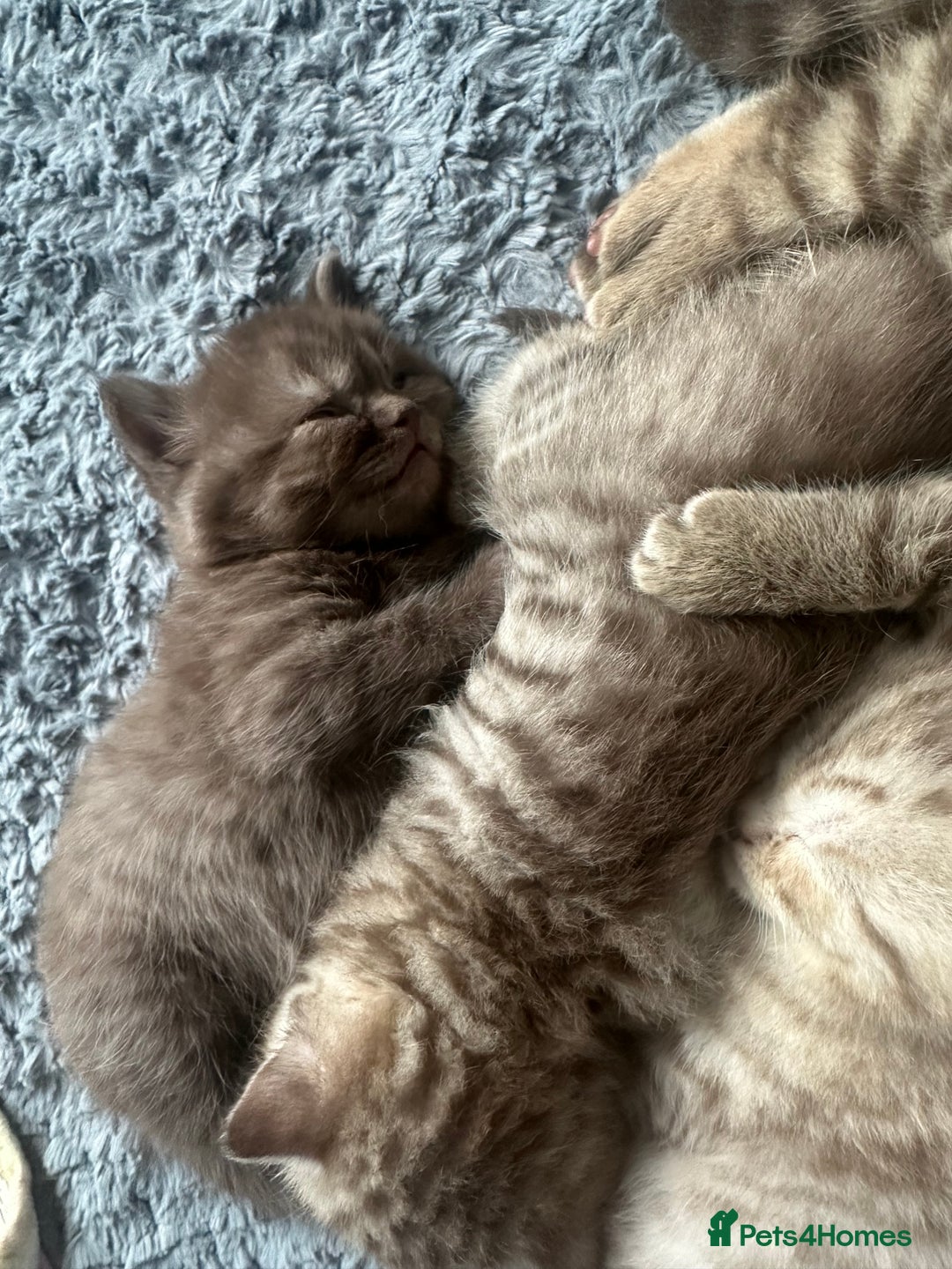 British Shorthair cats for sale: Male brown British short hair left  - Image 11