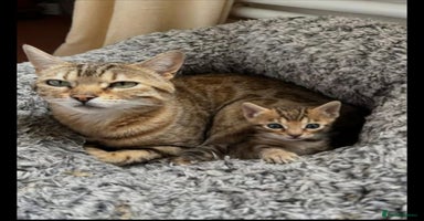 Bengal cats - Advert 8