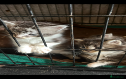 Maine Coon cats for sale: Maine coon kittens  - Image 4