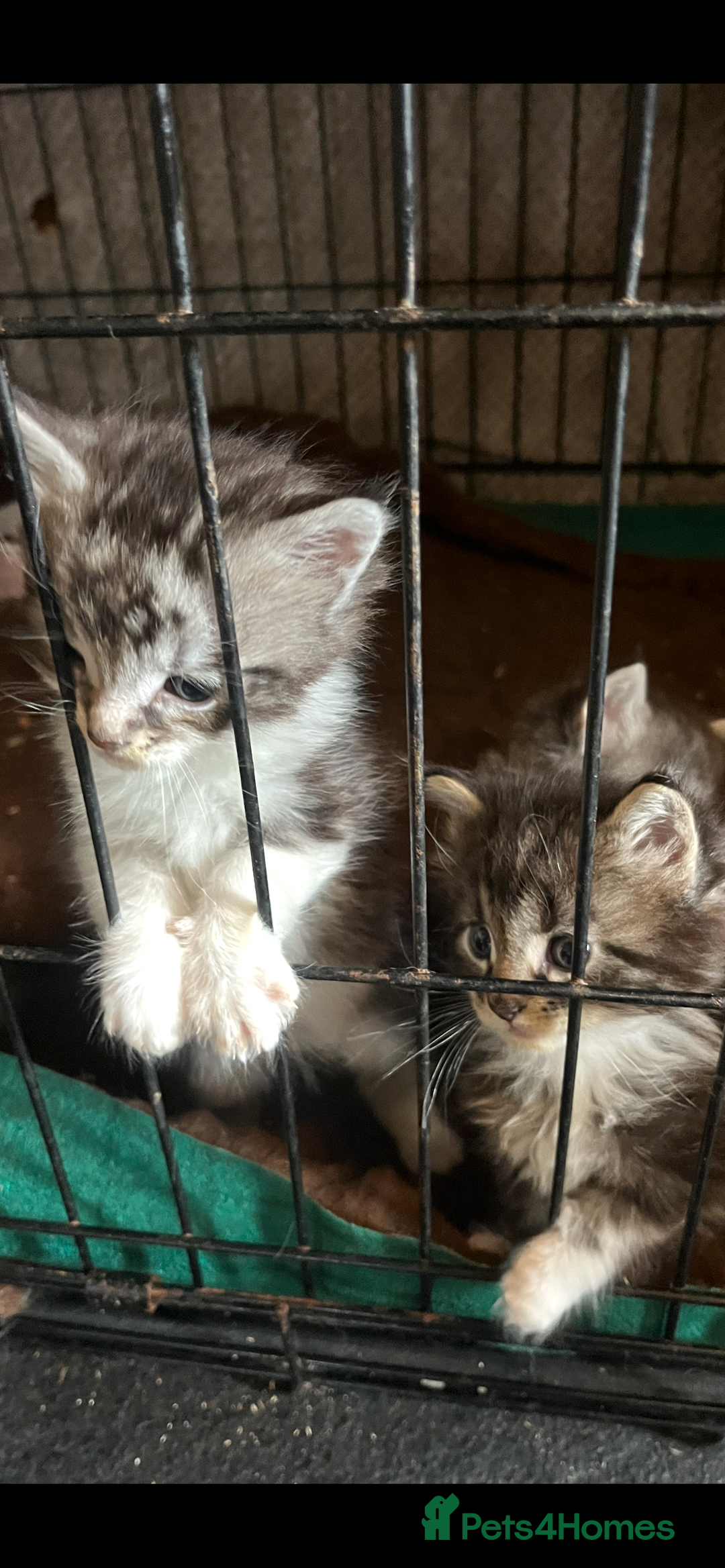Maine Coon cats for sale: Maine coon kittens  - Image 4