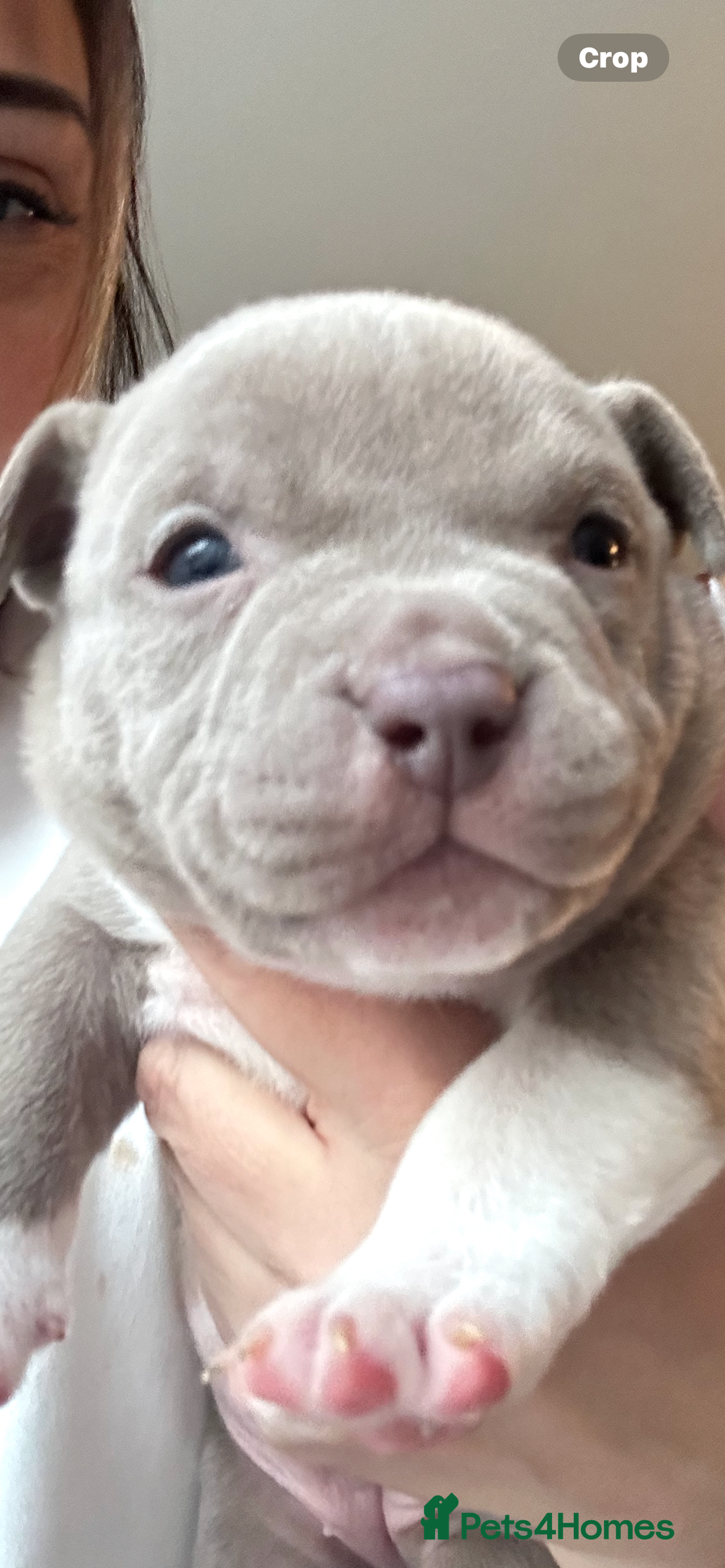 American Bully dogs American bully pups  - Advert 2