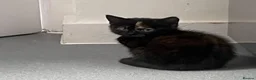 Domestic Shorthair cats for sale: Kittens ready to leave for their new homes  - Advert 6
