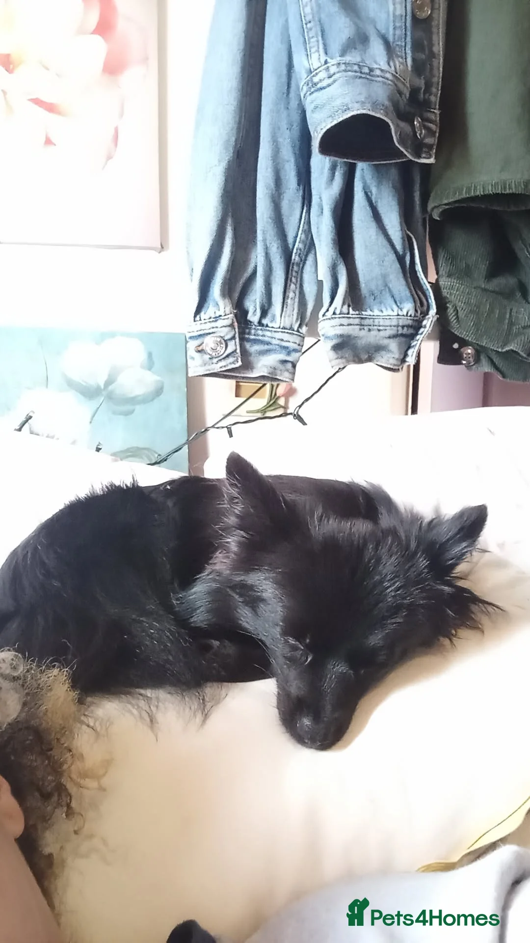 Pomeranian dogs for sale: Pomeranian fluffy bears 🐻  - Advert 1