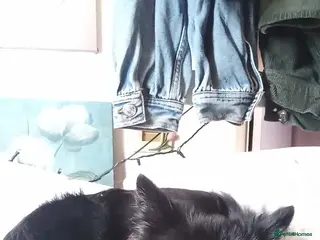 Pomeranian dogs Pomeranian fluffy bears 🐻 - Advert 1