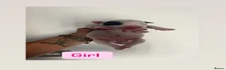Staffordshire Bull Terrier dogs for sale: 5 beautiful girls and 2 stunning boy staffys.  in Reading - Advert 4