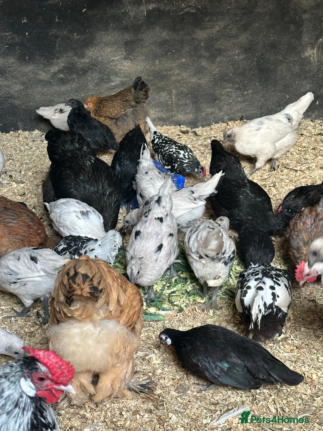Chickens poultry for sale: Lots of Hens Poultry Chickens Available  - Image 4