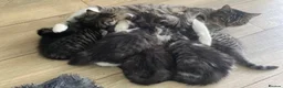 Mixed Breed cats for sale: Beautiful kittens available  - Advert 5