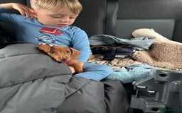 Miniature Dachshund dogs for sale: miniature dachshund  - Image 3