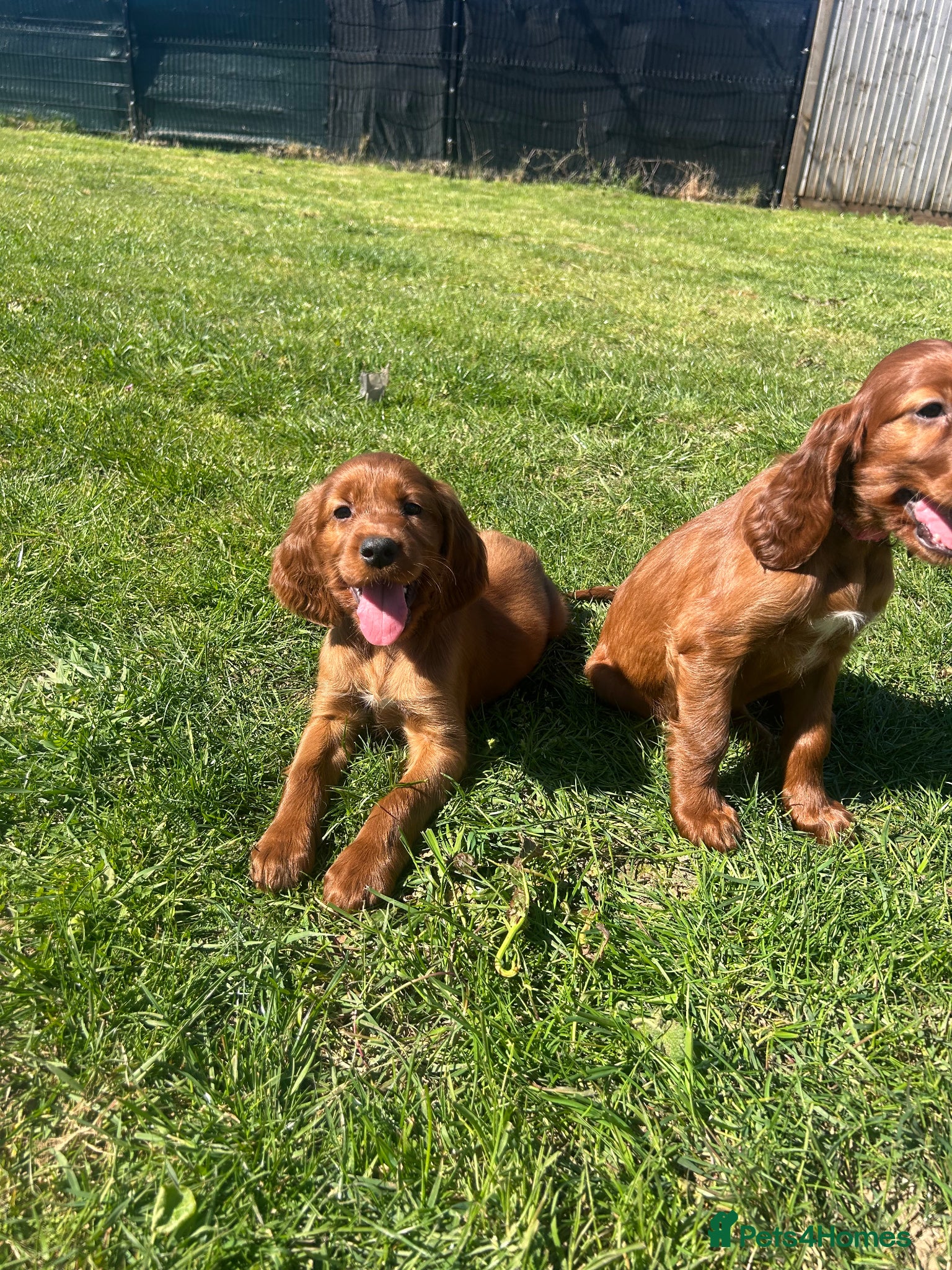 Irish Setter dogs Ready this weekend Beautiful Irish setter puppies  - Advert 1