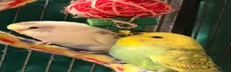 Budgerigars birds for sale: Bonded birds 10 week  budgies young  wa7  - Advert 2