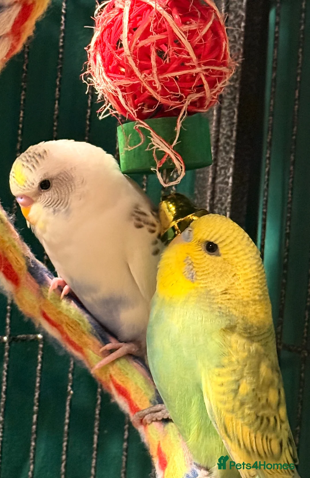 Budgerigars birds for sale: Bonded birds 10 week  budgies young  wa7  - Advert 2