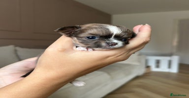 Chihuahua dogs - Advert 15