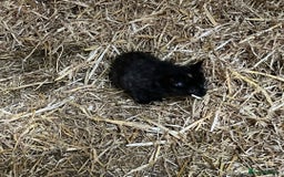 Mixed Breed cats for sale: Beautiful farm kittens  - Image 5