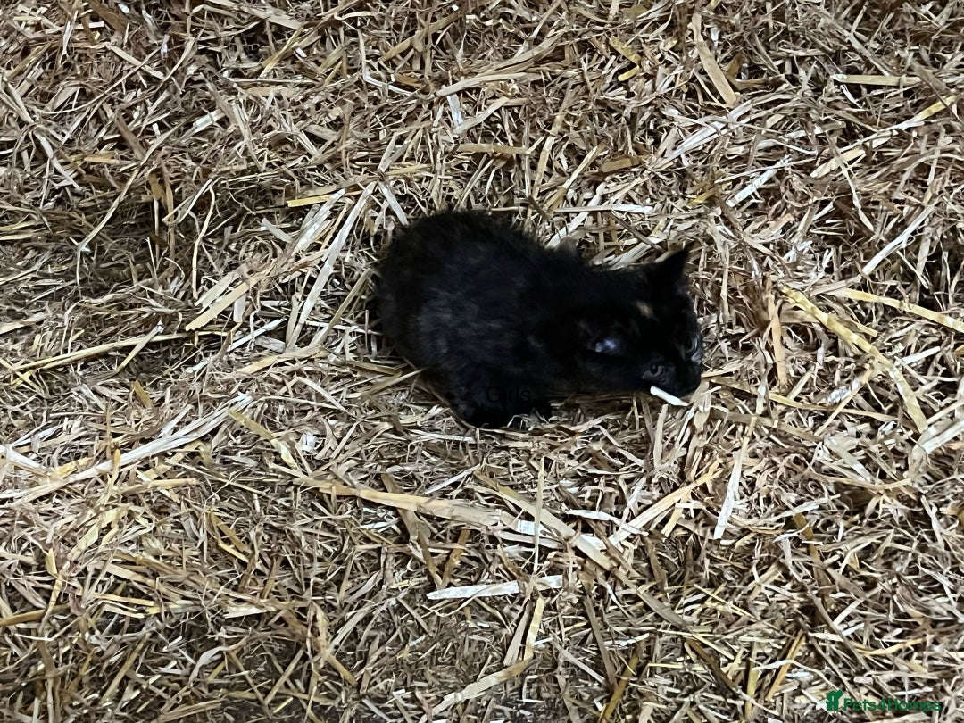 Mixed Breed cats for sale: Beautiful farm kittens  - Image 5