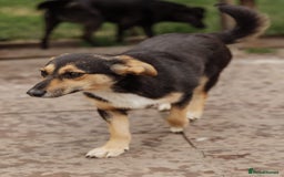 Mixed Breed dogs for adoption: 💖🐶 TONY 🐶💖 - Image 10