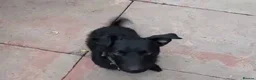 Mixed Breed dogs for adoption: 💙🐶 JAKE - Young Patterdale cross boy 🐶💙 in Wolverhampton - Advert 3