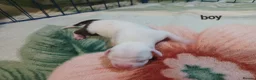Staffordshire Bull Terrier dogs for sale: Adorable puppy for Staffordshire Bull Terrier - Advert 14