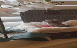 Scottish Fold cats for sale: 😻 Adorable Scottish Fold Kittens For Sale😻 - Image 15