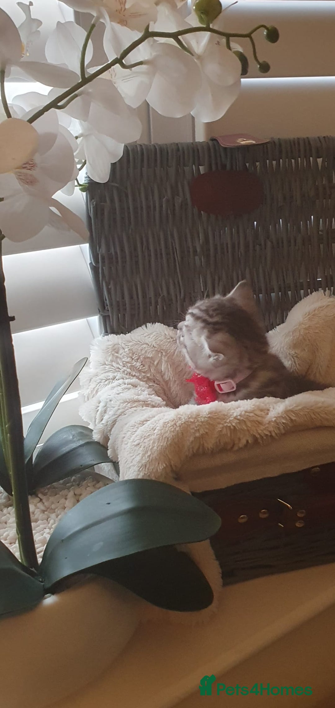 Scottish Fold cats for sale: 😻 Adorable Scottish Fold Kittens For Sale😻 - Image 15