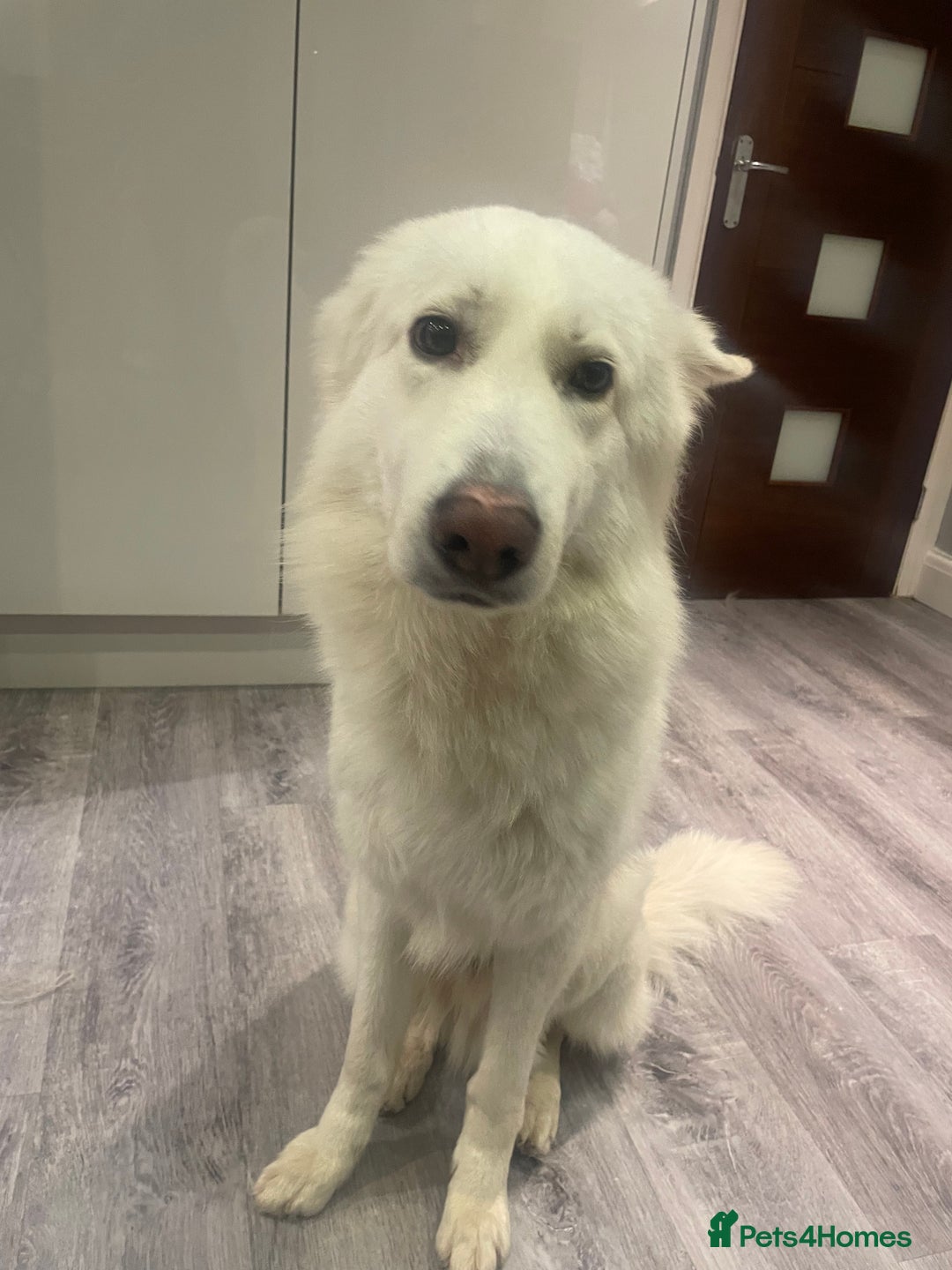 German Shepherd dogs for sale: german shepherd puppies full pedigree  - Advert 3