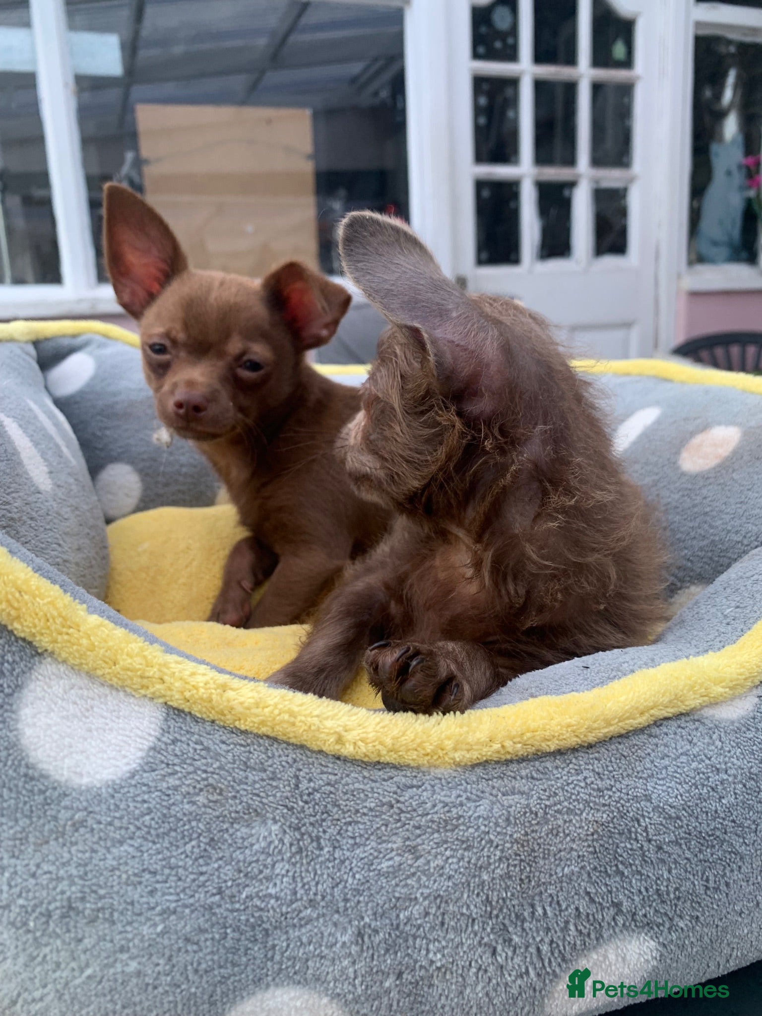 Chihuahua dogs Litter of chihuahua puppies ready to leave now  - Advert 18