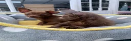 Chihuahua dogs for sale: Litter of chihuahua puppies ready to leave now  - Advert 7